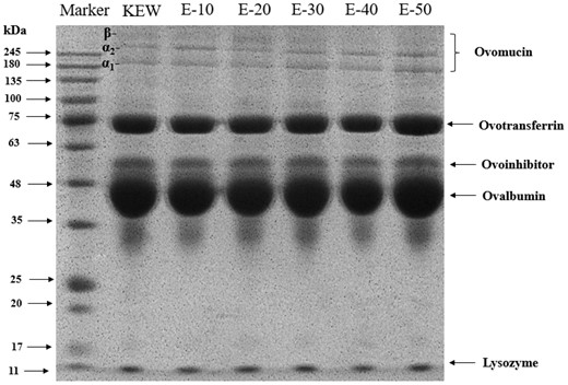 SDS-PAGE changes of KEW protein treated with mild heat under weak alkaline condition.