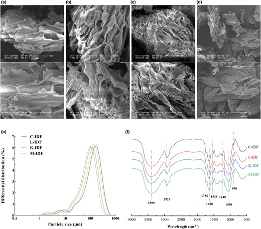Structural properties of okara IDF. (a) Insoluble dietary fibre used as a control (C-IDF); (b) LAB fermented insoluble dietary fibre (L-IDF); (c) K. marxianus fermented insoluble dietary fibre (K-IDF); (d) Mixed fermented insoluble dietary fibre (M-IDF), the samples were systematically viewed at 500× and 1000× magnifications; (e) Particle size distribution; (f) Fourier transform infrared spectroscopy (FT-IR).