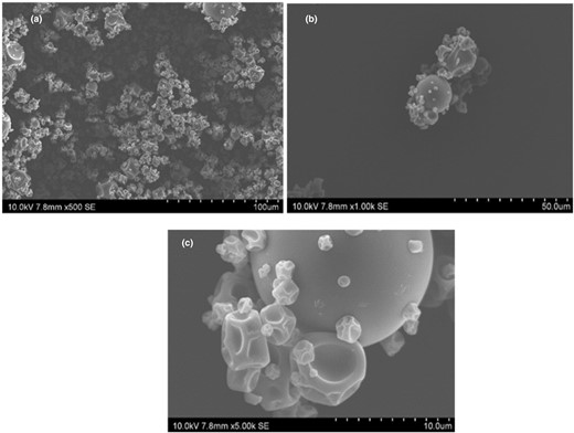 (a–c) Image of the ECA under a scanning electron microscope at 500× magnification (a), scanning electron micrograph of the ECA at 1000× magnification (b) and scanning electron micrograph of the ECA at 5000× magnification (c) at 10 kV with a working distance of 7.8 mm.