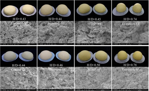 Images of appearance and internal microstructure of corn-wheat composite dough after fermentation. Scanning electron microscope images of corn-wheat composite dough at ×1500 magnification to illustrate the micro-structure. After heat treatment by control (unprocessed), steaming, HTHP, and extrusion, the corn-wheat composite steamed bread fermented by yeast and sourdough was expressed as Control-YF, Steaming-YF, HTHP-YF, Extrusion-YF, Control-SF, Steaming-SF, HTHP-SF, and Extrusion-SF, respectively.