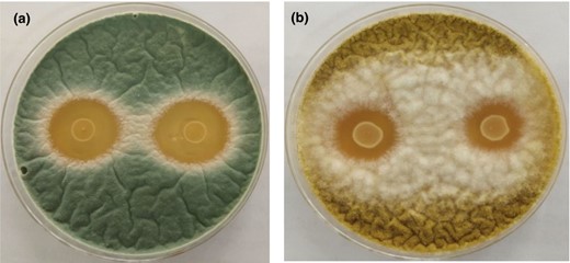 Antifungal activity of Lactobacillus plantarum 124 against Penicillium sp. TP7 (a) and Aspergillus flavus TP12 (b) in an agar spot assay.