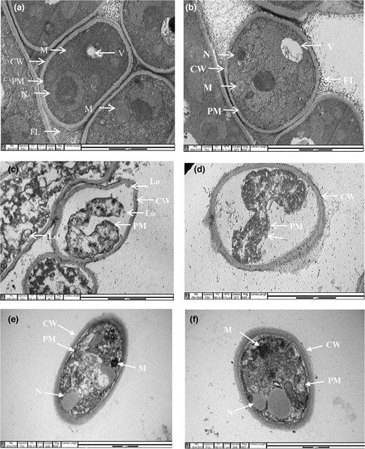 Transmission electron micrographs (TEM) of Penicillium sp. (a, c) and A. flavus (b, d) with or without treatment with freeze-dried CFS from L. plantarum 124 at MIC (mg mL−1). Non-treated Penicillium sp. (a) and A. flavus (b) with normal fibrillar layer (FL), cell wall (CW), plasma membrane (PM), nucleus (N), vacuole (V), and mitochondria (M). The CFS-treated mycelia show a thickened fibrillar layer (c, d) and complete detachment and disruption of plasma membranes (thick arrows in c and d), leading to a loss of cytoplasmic content with the formation of small lomasomes (Lo). The plasma membranes of Penicillium sp. and A. flavus exposed to 0.3% lactic acid at pH 4.0 (e, f) show uniformity with a smooth surface. The cytoplasmic matrix was abundant.