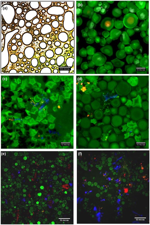 Micrographs of (a) EW batter (solids:water = 1:1) (4×); (b) CS (solids:water = 1:1) (40×, zoom 4); (c) RF (solids:water = 1:1) (40×, zoom 4); (d) CS + RF; (e) CS + RF + AP; (f) batter with AP (Table 1, formulation B) without yeast (40×). (a) dyed with FITC and rhodamine B; (b–f) dyed with FITC, rhodamine B and calcofluor white (solids: water = 1:1). CS, cassava starch; RF, rice flour; EW, egg white; AP, apple pomace.