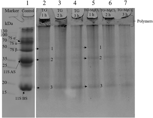 Electrophoresis of soymilk pre-incubated with TGase or combined with MgCl2.