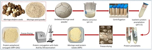 Process of protein isolation and modification.