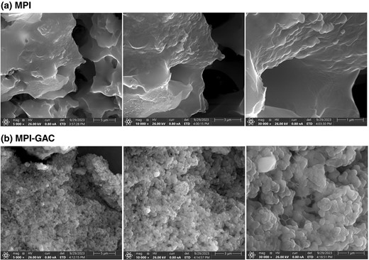 The scanning electron micrographs (SEM) of Moringa oleifera seed protein isolate (MPI) and Moringa oleifera seed protein isolate-polyphenol conjugate (MPI-GAC).