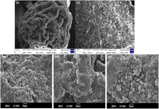 SEM images at 1000×. (a) Untreated control (Chlorella), (b) treated control (heated), (c) Conjugate S1:1, (d) Conjugate S3:1 and (e) Conjugate S5:1.