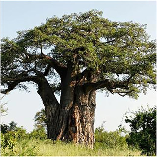 A South African baobab tree (Asogwa et al., 2021).