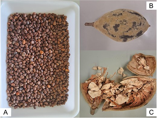 Baobab seeds (A), baobab fruit (B), and baobab pulp (C) (own images).