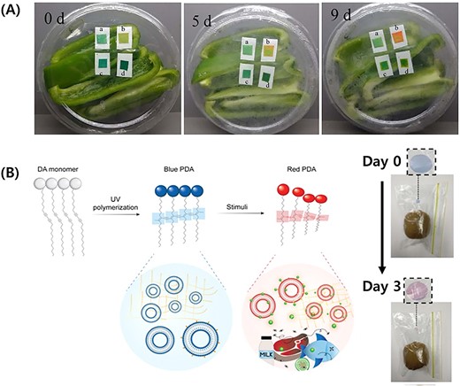 (A) Colour changes of four different pH indicator labels during a fresh-cut pepper spoilage (Chen et al., 2018) for the indicators, a and b used bromothymol blue at different concentrations, while c and d used a mixture of bromothymol blue and methyl red at varying concentrations. Reproduced from Chen et al. (2018) with permission from the Elsevier. (B) Overview of PDA bilayer synthesis and red-to-blue colour change via conformational twisting in the bilayer structure due to generation of gaseous compounds during food spoilage (figure on the right demonstrates the application of PDA bilayer for monitoring kiwi ripening) (Weston et al., 2022) reproduced from Weston et al. (2022) with permission from the Royal Society of Chemistry. PDA = polydiacetylene.