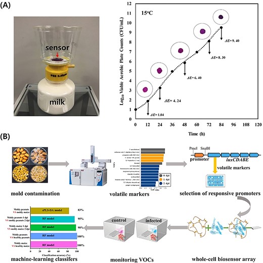 (A) Experimental setup for VOC detection in milk, aerobic counts in milk, and gaseous sensor colour change at 15 °C (Ziyaina et al., 2019). (B) Graphical abstract of a whole-cell biosensor array for monitoring VOCs generated by mould contamination (Ma et al., 2023). Figures are reproduced with permission from the copyright owner. VOC = volatile organic compound.