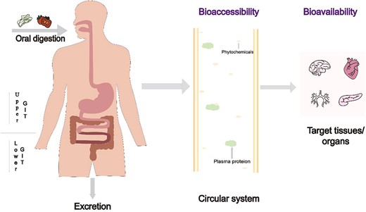 Schematic representation of bioaccessibility and bioavailability of phytochemicals.