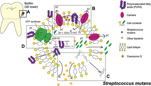 Three-dimensional (3D) tower structure biofilm on the dental enamel surface and the antibacterial mechanism of polyunsaturated fatty acids (PUFA) against Streptococcus mutans (S. mutans). (A) Biofilm 3D tower structure includes S. mutans and other bacteria. (B) PUFA combines with the carriers or is inserted within the lipid bilayer, preventing the transportation of electrons or protons. (C) Due to the addition of PUFAs, the fluidity and permeability of cell membranes are over-enhanced. Pores appear on the membrane's surface, and the bacteria's nutrients are lost. (D) PUFA also binds with adenosine triphosphate (ATP) synthase to directly affect the synthesis of ATP. In addition, it penetrates the cell membrane to separate the protons in the carboxyl group, thereby reducing the proton gradient to hinder the synthesis of ATP.