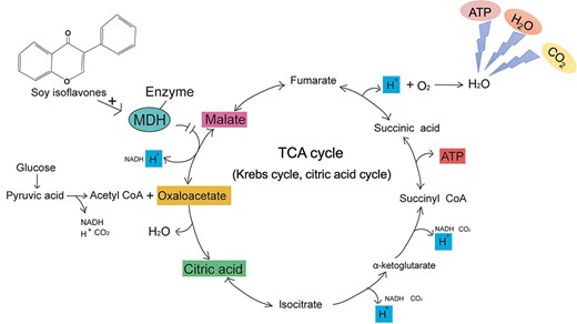 Aerobic oxidation of sugars in Staphylococcus aureus (S. aureus). Glucose generates pyruvic acid through glycolysis. Acetyl CoA generated by oxidative decarboxylation of pyruvic acid is condensed with oxaloacetate to form citric acid to start the first step of the tricarboxylic acid cycle (TCA cycle). During the entire oxidation process, the glucose finally resolves into carbon dioxide and water, providing energy to S. aureus. The hydrogen ions released in the cycle participate in the biological oxidation process through the electron transport chain, combine with oxygen to generate water, and provide energy for the synthesis of adenosine triphosphate (ATP). Malate dehydrogenase (MDH) catalyzes the dehydrogenation of malate to oxaloacetate, a crucial step in the TCA cycle. Soy isoflavones bind to MDH, inhibiting its activity and disrupting the operation of the TCA cycle. Eventually, S. aureus cannot synthesize ATP and dies.