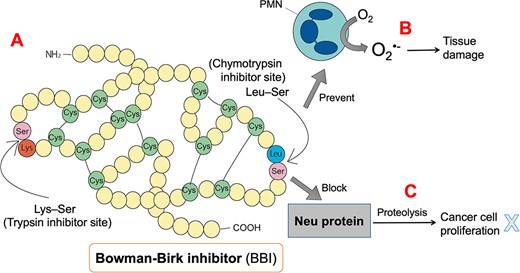Structure of Bowman-Birk inhibitor (BBI) and its possible anticancer mechanism. BBI consists of 71 amino acids and seven disulfide bonds and possesses a trypsin inhibitory site (Lys-Ser) and a chymotrypsin inhibitory site (Leu-Ser). BBI can prevent polymorphonuclear cells (PMN) from producing a large amount of superoxide anion free radicals (O2•-) after consuming oxygen, thereby reducing tissue damage. In addition, BBI prevents the Neu protein from being converted into the active conformation by proteolysis.