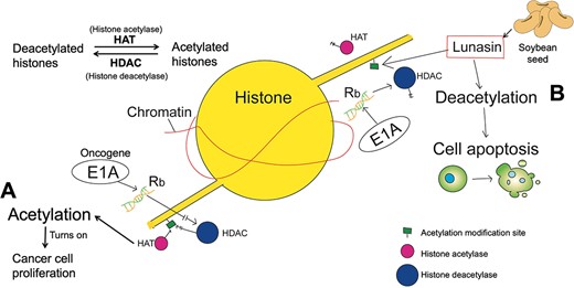 Lunasin prevents histone acetylation. Graphics are histones in transfected cells. Without lunasin, the oncogene E1A inactivates the tumor suppressor gene Rb, which recruits histone deacetylases (HDACs). At this time, histone acetylase (HAT) acetylates histones and turns on oncogene transcription (A). When lunasin is present, it competes with HAT for binding to deacetylated histones, disrupting cell division and leading to apoptosis (B).
