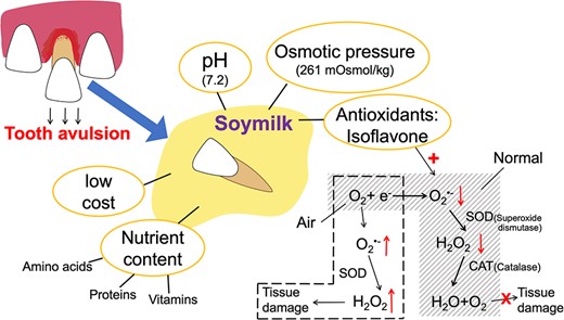 Benefits of soy milk as a storage medium for avulsed teeth. Soymilk, as a storage medium, can provide a good living environment for cells. Isoflavones, which act as antioxidants, bind directly to superoxide anions radical (O2•-), reducing tissue damage caused by hydrogen peroxide (H2O2). SOD = superoxide dismutase; CAT = catalase.