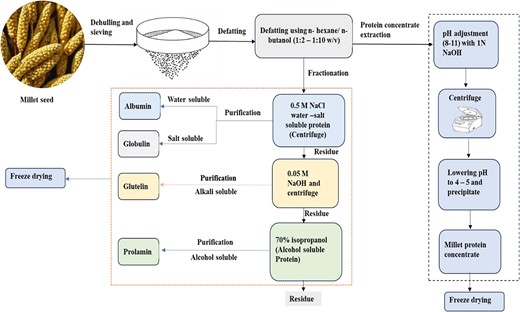 Extraction and fractionation of millet protein.