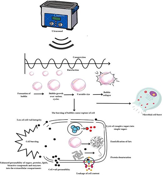 Phenomenon of cavitation due to US and its effect on microbial and plant cell.