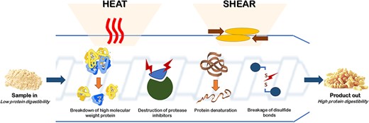 Schematic representation showing the effect of extrusion on protein structure and digestibility in sorghum and millets.