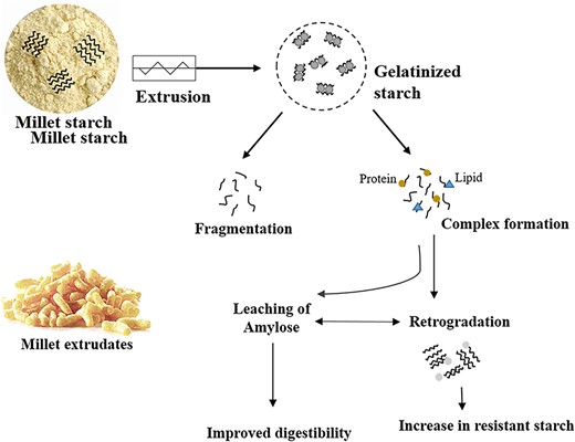 Major changes occurring in the starch during the extrusion of sorghum and millets.