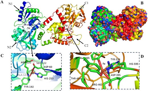Lactoferrin secondary structure (A), surface model (B), and binding iron site structure (C, D).