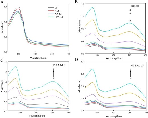 UV absorption spectra of lactoferrin, heat treatment, and its complexes with fatty acids (A) and the interaction of RU with LF (B), AA-LF (C), and EPA-LF (D). Note: Curves a–g represent to the rutin concentrations of 0, 0.409, 0.819, 1.228, 1.638, 4.095, and 8.190 × 10–5 mol/L that were added for analysis. AA = arachidonic acid; EPA = eicosapentaenoic acid; LF = lactoferrin; RU = rutin.