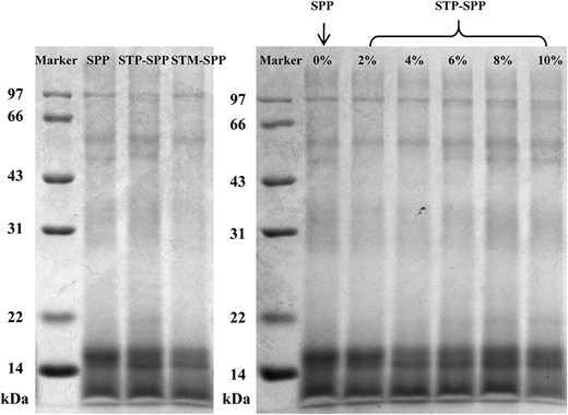 SDS-PAGE protein patterns of native SPP, sodium trimetaphosphate or sodium tripolyphosphate-treated SPP. STM-SPP = sodium trimetaphosphate-treated SPP; STP-SPP = sodium tripolyphosphate-treated SPP.