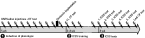 Experimental design. Animals received quinpirole (QNP) injections with consecutive open field (OF) tests twice per week over the course of the whole experiment (syringe symbols), including: (1) phenotype induction phase; (2) intracranial self-stimulation (ICSS) training phase; (3) ICSS test phase. After electrode implantation, animals were trained daily (on injection days and on no-injection days) in the ICSS procedure until stimulation thresholds stabilized. Five ICSS test sessions were carried out in a randomized order on injection days. To demonstrate that the compulsive phenotype was stable over the course of the study, open field data for the 11th and last open field test were assessed.