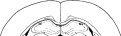 Schematic diagram showing positions of bilateral infusion cannulae in the dorsal hippocampus.
