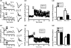 Reduction in both long-term potentiation (LTP) and long-term depression (LTD) in prelimbic prefrontal cortex (PL) to the core subcompartment of the accumbens (NAcore) synapses in rats extinguished from heroin self-administration. (a) Reduced LTP in heroin animals. a(1) Shows individual examples of LTP or lack thereof in saline and heroin rats, respectively. The individual traces correspond to the animals shown. Double-arrow indicates time of high frequency electrical stimulation (HFS) in the PL to induce LTP. a(2) Shows the normalized mean±s.e.m. Data were normalized to the average baseline field amplitude. Data were analysed using a two-way analysis of variance (ANOVA) with repeated measures over time to reveal a significant effect of heroin (n = 10) vs. yoked saline (n = 7); F1,79 = 9.35, p < 0.001. a(3) Shows the mean±s.e.m. of the average field amplitude at baseline for 20 min before HFS and over the 60 min after HFS. A two-way ANOVA with repeated measures over time revealed a significant interaction (F1,15 = 8.79, p = 0.030). (b) Reduced LTD in heroin animals. b(1) Shows individual examples of LTP or lack thereof in saline and heroin rats, respectively. The individual traces correspond to the animals shown. Triple-arrow indicates time of low frequency electrical stimulation (LFS) in the PL to induce LTD. b(2) Shows the normalized mean±s.e.m. Data were normalized to the average baseline field amplitude. Data were analysed using a two-way ANOVA with repeated measures over time revealed a significant effect of heroin (n = 9) vs. yoked saline (n = 8); F1,79 = 5.72, p < 0.001. b(3) Shows the mean+s.e.m. of the average field amplitude at baseline and over the 60 min after LFS. A two-way ANOVA with repeated measures over time revealed a significant interaction (F1,14 = 8.24, p = 0.012). * p < 0.001, comparing heroin to saline after HFS or LFS;+p < 0.01, comparing post-stimulation to baseline. fEPSP, Field excitory post-synaptic potentials.