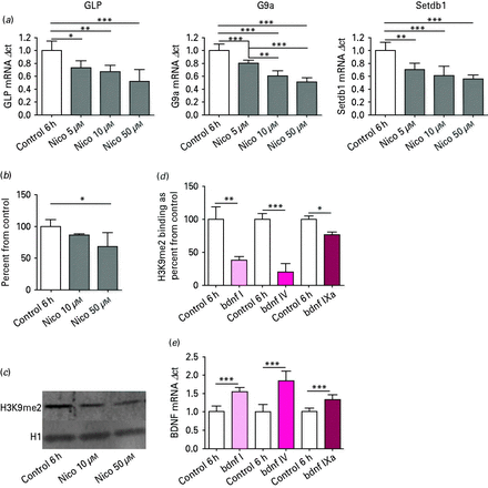 (a) Histone methyltransferases GLP, G9a and Setdb1 mRNA expression in post-mitotic primary cortical neuronal cell culture. After nicotine (Nico) treatment for 6 h, mRNA levels showed a significant decrease, as determined by Tukey post hoc. n = 6; * p < 0.05, ** p < 0.01, *** p < 0.001. (b) Global histone post-translational modification H3K9me2 expression in post-mitotic primary cortical neuronal cell culture after Nico treatment for 6 h. Protein levels showed a significant decrease. n = 7; * p < 0.05, as determined by Tukey post hoc. (c) Representative Western blot for post-mitotic primary cortical neuronal culture treated with various concentrations of Nico. (d) Chromatin immunoprecipitation: H3K9me2 binding at brain-derived neurotrophic factor (Bdnf) promoter regions I, V and IXa in post-mitotic primary cortical neuronal cell culture after 6 h of 50 µm Nico treatment. * p < 0.05, ** p < 0.01, *** p < 0.001, n = 3, as determined by two-tailed t test. (e) BDNF mRNA: increases in Bdnf transcript I, V and IXa mRNA expression in post-mitotic primary cortical neuronal cell culture after Nico treatment for 6 h. n = 6; *** p < 0.001, as determined by two-tailed t test.