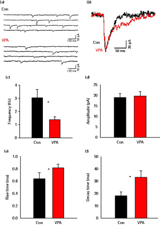 Miniature inhibitory post-synaptic current (mIPSCs) in control and valproic acid (VPA) animals. (a) Representative traces of mIPSCs from layer II/III pyramidal cells of control and VPA animals in the presence of tetrodotoxin (0.5 µm). (b) Average of 20 aligned mIPSCs in control or VPA animals (expanded scaling; control, black; VPA, grey). (c and d) Average frequency and amplitude, respectively, of mIPSCs in control and VPA (n = 10 each). (e and f) The mIPSC rise time and decay time in VPA and controls. VPA mIPSC displayed a lower frequency and slower kinetics compared to control animals. * p < 0.05.