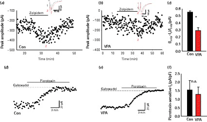 Different modulation of synaptic and extra-synaptic GABAA receptors (GABAAR)-mediated currents: (a) Bath-application of zolpidem (500 nm) showing a decrease of eIPSC amplitude in control animals. The insert shows an example of an evoked inhibitory post-synaptic current (eIPSC) at an expanded scaling control (black) zolpidem (grey). The numbers 1 and 2 in the insert refer to the average of four traces in the amplitude time-course. (b) Same as (a) but in valproic acid (VPA) animals; time-course and traces (insert) showing the effect of zolpidem (500 nm) in eIPSC; control (black), zolpidem (grey). (c) Shows normalized zolpidem-induced change of eIPSC amplitude in control and VPA animals (n = 9). (d and e) Change in GABAAR-mediated tonic currents (in 10 µm 6,7-dinitroquinoxaline-2,3-dione and 2 mm kynurenic acid). Examples of time-course of the bath-application of gaboxadol (5 µm), a specific agonist for the extrasynaptic δ subunit of GABAAR, which caused an increase of tonic conductance, revealed by increased holding current blocked by picrotoxin (100 µm), in control and VPA animals, respectively. (f) Mean of picrotoxin sensitive current in gaboxadol normalized to the cell capacitance, control and VPA animals (n = 11). * p < 0.05.