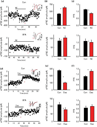 Differential norepinephrine (NE) and oxotremorine (Oxo) on modulation of evoked inhibitory post-synaptic currents (eIPSCs): (a) Time-course and traces (in the inserts) showing the effect of bath application of NE (20 µm) on eIPSC amplitude in control and valproic acid (VPA) animals, respectively (insert: baseline black; NE grey). The numbers 1 and 2 in the insert refer to the average of four traces in the amplitude time-course. (b) Average NE-induced change in eIPSC amplitude in control and VPA animals, respectively. (c) Average NE-induced change in paired pulse ratio (PPR) in control and VPA animals, respectively (d) Time-course and traces (in the inserts) showing the effect of bath application of Oxo (10 µm) on eIPSC amplitude in control and VPA animals, respectively (insert: baseline, black, Oxo, grey). (e) Average Oxo-induced change in eIPSC amplitude in control and VPA animals, respectively. (f) Average Oxo-induced change in PPR in control and VPA animals, respectively. * p < 0.05.