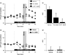 Glucocorticoid receptors in the medial prefrontal cortex (mPFC) regulate stress-evoked glutamate (glu) efflux in the ventral tegmental area (VTA). (a, b) Time course of the change from baseline of glutamate efflux in the VTA (a) and mPFC (b) of animals subjected to tail-pinch stress (15 min; grey-shaded box). CORT 108297 or RU-38486 (horizontal black line) was delivered via reverse microdialysis into the mPFC (n = 10, vehicle; n = 9, RU-38486) and/or VTA (n = 10, vehicle; n = 10, RU-38486; n = 6, CORT 108297). All values are expressed as percent change from baseline ± s.e.m. (c,d) Histograms depicting mean area under curve (AUC; ± s.e.m.) for the change in glu efflux relative to baseline for 60 min after the initiation of stress (* p < 0.05).