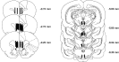 Placements of microdialysis probes. Each vertical black bar represents the active membrane surface location of a microdialysis probe in the medial prefrontal cortex or ventral tegmental area. Not all probes are shown, because of overlapping placements.
