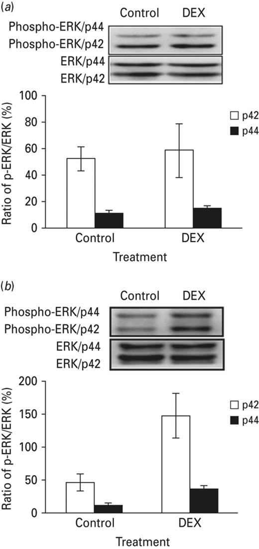 Amygdaloid ERK phosphorylation elevated after forced swim test on the DEX-treated combined acute stress animals. The figure depicts the differences in phosphorylation levels of amygdaloid MAPK across groups; the phosphorylation levels of were standardised to the total MAPK expression levels. (a) Without acute stress, no significant difference on the amygdaloid ERK phosphorylation level had been detected between DEX-treated and control group. (b) Compared with the corresponding control group, amygdaloid ERK phosphorylation level increased in the DEX-treated animals with acute stress. Each vertical bar represents the Mean±s.e.m. for each group.