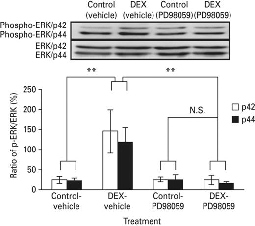 I.C.V. infusion of MAPK inhibitor PD98059 suppressed the increment of MAPK phosphorylation in the amygdala of the neonatal DEX-treated animals. The figure showed the differences in phosphorylation levels of amygdaloid MAPK among groups, the phosphorylation levels of were standardized to the total MAPK expression levels. The amygdaloid MAPK phosphorylation elevated in the neonatal DEX-treated group. The amygdaloid ERK phosphorylation level attenuated in the DEX-PD98059 treated group. Each vertical bar represents the Mean±s.e.m. for each group. Each vertical bar represents the Mean±s.e.m. **p < 0.01 compared with the corresponding group.
