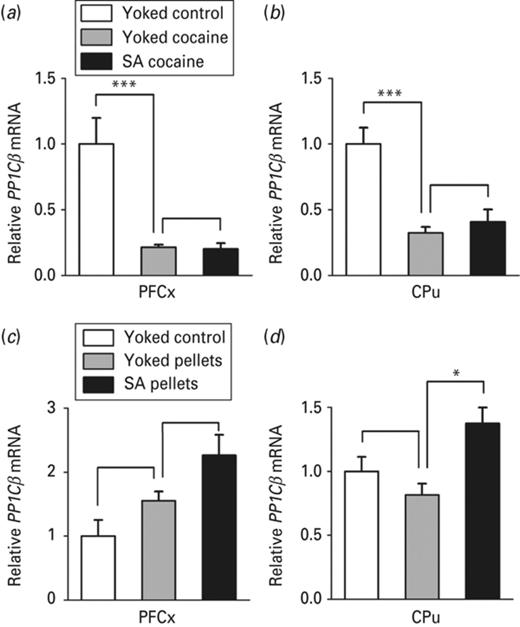 PP1Cβ mRNA expression in the pre-frontal cortex (PFCx) and the caudate putamen (CPu) in response to passive vs. voluntary cocaine or food pellets delivery. The effects of cocaine and food reward and that of related operant conditioning on PP1Cβ mRNA level were evaluated by quantitative RT-PCR 24 h after the beginning of the last session of cocaine (a, b) and food pellets (c, d) administration in the medial part of the PFCx and in the CPu, as indicated. The amount of PP1Cβ transcript was normalized to that of 36B4 mRNA. Data represent the mean ± s.e.m., n = 4–6 per group (ABCD). Statistical analysis performed was one-way analysis of variance (ANOVA) followed by Newman–Keuls post-hoc, when required. *p < 0.05, ***p < 0.001.