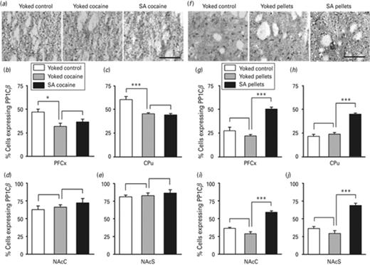 PP1Cβ protein expression in major brain structures of the reward system of rats self-administering cocaine or self-delivering food pellets PP1Cβ protein expression was evaluated by immunohistochemistry 24 h after the beginning of the last session of cocaine (a–e) or food pellets (f–j) administration. Representative PP1Cβ immunostaining performed in the caudate putamen (CPu) is shown for rats self-administering cocaine (a) and rats self-delivering food pellets (f) together with control yoked experiments, as indicated. Scale bar of 100 μm is applicable to all micrographs. Quantification of PP1Cβ immunoreactivity was carried in pre-frontal cortex (PFCx) (b, g), the CPu (c, h), the nucleus accumbens core (NAcC) (d, i) and the nucleus accumbens shell (NAcS) (e, j), as indicated. Data represent the mean ± s.e.m., n = 4–5 per group (b–e), n = 4–6 per group (g–j). Statistical analysis performed was one-way analysis of variance (ANOVA) followed by Newman–Keuls post-hoc, when required. *p < 0.05, ***p < 0.001.