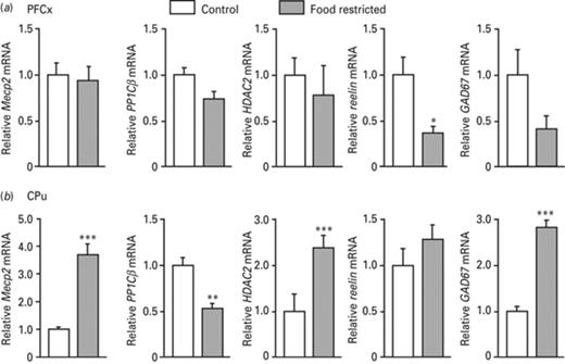 Comparison of Mecp2, PP1Cβ, HDAC2, reelin and GAD67 gene expression in the pre-frontal cortex (PFCx) and the cauate putamen (CPu) in response to food restriction. Yoked control rats from the cocaine experiment that are not food restricted were compared to those from the food pellet experiment that are food restricted. Expression of the five genes was measured in the PFCx (a) and the CPu (b) by quantitative RT-PCR and normalized to the expression of 364B. Data represent the mean ± s.e.m. of the control group (n = 4) and that of the food-restricted rats (n = 4). Statistical analysis performed was one-way analysis of variance (ANOVA). *p < 0.05, **p < 0.01, ***p < 0.001.