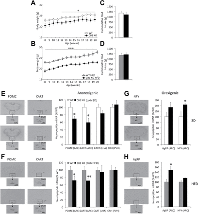 Food intake, body weight, and hypothalamic neuropeptide expression in adult whole body CB1 null mice (CB1-KO) mice. (A and B) Body weight gain and (C and D) cumulative food intake between 8–20 weeks in CB1-KO mice under either a standard diet (SD; A and C) or high-fat diet (HFD; B and D). (E–H) Representative in situ hybridization autoradiographic images (left panels) and neuroptide mRNA levels (right panels) of anorexigenic (E and F) and orexigenic (G and H) neuropeptides, in CB1-KO mice under SD (E and G) and HFD (F and H). AgRP, agouti-related peptide; ARC, arcuate nucleus of the hypothalamus; CART, cocaine-amphetamine-regulated transcript; CRH, corticotropin-releasing hormone; DMH, dorsomedial nucleus of the hypothalamus; LHA, lateral hypothalamic area; NPY, neuropeptide Y; POMC, proopiomelanocortin; PVH, paraventricular nuclei of the hypothalamus. Data are expressed as mean ± standard error of the mean; n = 7–10 animals per experimental group. *p < 0.05, **p < 0.01, and ***p < 0.001 vs. wildtype (WT).