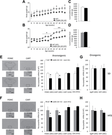 Food intake, body weight, and hypothalamic neuropeptide expression in adult neuronal CB1 conditional null mice (CamK-CB1-KO) mice. (A and B) Body weight gain and (C and D) cumulative food intake between 8–20 weeks in CaMK-CB1-KO mice under either a standard diet (SD; A and C) or high-fat diet (HFD; B and D). (E–H) Representative in situ hybridization autoradiographic images (left panels) and neuroptide mRNA levels (right panels) of anorexigenic (E and F) and orexigenic (G and H) neuropeptides, in CaMK-CB1-KO mice under SD (E and G) and HFD (F and H). ARC, arcuate nucleus of the hypothalamus; LHA, lateral hypothalamic area; DMH, dorsomedial nucleus of the hypothalamus. Data are expressed as mean ± standard error of the mean; n = 6–8 animals per experimental group. *p < 0.05 and **p < 0.01 vs. wildtype.