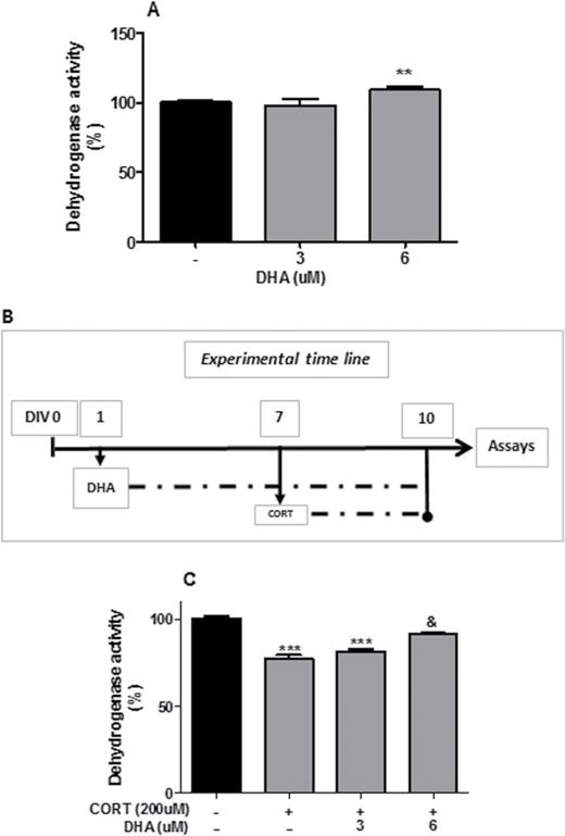 Docosahexaenoic acid (DHA) prevented corticosterone (CORT)-induced reduction in dehydrogenase activity in rat mixed cortical cultures. (A) DHA dose-dependent increase in dehydrogenase activity. (B) Schematic representing CORT and DHA treatments. (C) DHA prevention of CORT-induced reduction in dehydrogenase activity. Intergroup comparisons: **P < 0.01 and ***P < 0.001 compared with control (-); &P < 0.05 compared with CORT (200 μM). Data are presented as mean ± SEM (n = 3).