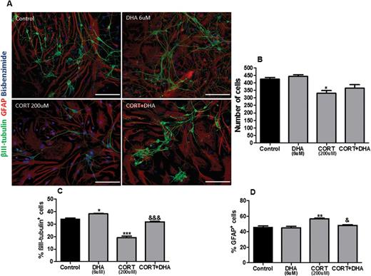 Docosahexaenoic acid (DHA) prevented corticosterone (CORT)-induced changes in the cellular composition of rat mixed cortical cultures. (A) Representative photomicrographs of cells immunocytochemically stained for βIII-tubulin (green), glial fibrillary acidic protein (GFAP) (red), and bisbenzimide (blue). (B) Quantification of total cells stained with bisbenzimide. (C) Percentage composition of βIII-tubulin+cells (D) and GFAP+cells. Scale bar=50μm. Intergroup comparisons: *P < 0.05, **P < 0.01 compared with control; &P < 0.05 and &&&P < 0.01 compared with CORT (200 μM). Data are presented as mean ± SEM (n = 3).