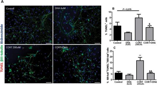 Docosahexaenoic acid (DHA) prevented corticosterone (CORT)-induced apoptosis in rat mixed cortical cultures. (A) Representative photomicrographs of cells immunocytochemically stained for terminal deoxynucleotidyl transferase–mediated nick-end labeling (TUNEL) (red), βIII-tubulin (green), and bisbenzimide (blue). (B) Percentage composition of TUNEL+cells. (C) Percentage of βIII-tub+TUNEL+/ βIII-tub+cells. Scale bar=100μm. Intergroup comparisons: **P < 0.01 compared with control; &P < 0.05 and &&P < 0.01 compared with CORT (200 μM). Data are presented as mean ± SEM (n = 3).