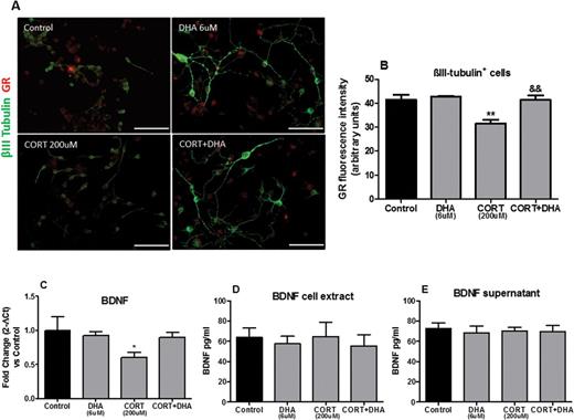 Docosahexaenoic acid (DHA) prevented corticosterone (CORT)-induced changes in the glucocorticoid receptor (GR) and in the gene expressions of rat mixed cortical cultures. (A) Representative photomicrographs of cells immunocytochemically stained for βIII-tubulin (green) and GR (red). (B) Mean densitometry analysis of GR protein in βIII-tubulin+cells. Scale bar=100μm. (C) Relative brain derived neurotrophic factor (BDNF) gene expression from RNA extracted by rat mixed cortical cultures. (D- E) BDNF protein expression levels in rat mixed cortical cultures. Intergroup comparisons: **P < 0.01 compared with control, &&P < 0.01 compared with CORT (200 μM). Data are presented as mean ± SEM (n = 3).