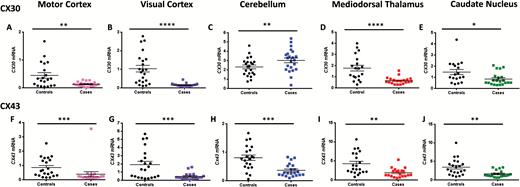 Astrocytic connexin gene expression is strongly repressed in both cortical and subcortical regions in cases compared to controls. CX30 (a-e) is significantly downregulated in the (a) motor cortex (U(38)=40, P=.024), (b) visual cortex (U(38)=40, P<.0001), (d) mdThAl (U(39)=57, P<.0001), and (e) caudate nucleus (U(39)=103, P=.015), and CX43 (f-j) showed decreases in the (f) motor cortex (U(40)=67, P=.0002), (g) visual cortex (U(40)=81.5, P=.001), (h) cerebellum (U(42)=84, P=.0004), and (j) caudate nucleus (U(40)=83, P=.0012). Cases showed a significant increase of CX30 in (c) cerebellum (t(41)= 2.78, P=.008).