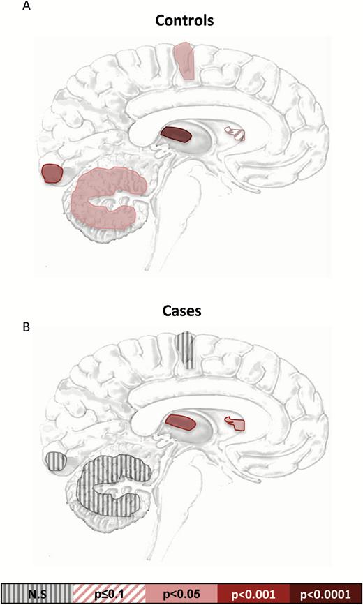Correlations of connexin 30 and 43 across brain regions. P values for Spearman correlations between connexins for each region in (a) controls and (b) cases. P values defined by color scale, and all values are Bonferroni corrected for multiple testing.